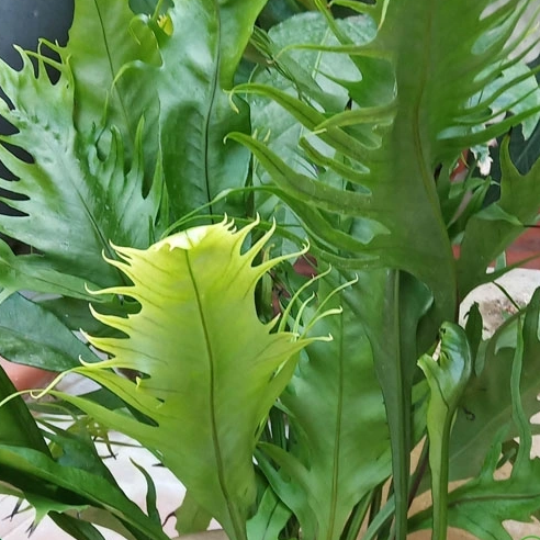 May Flowers Horticulture Installation 74